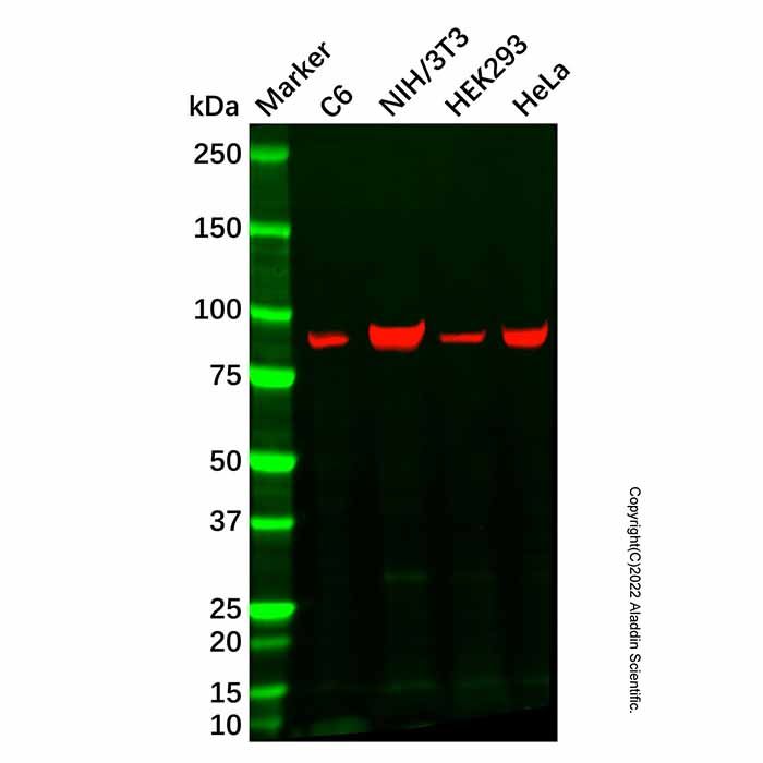 PDXDC1 Antibody -    by Aladdin Scientific