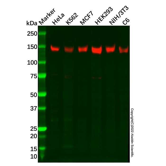 Recombinant PERK Antibody -    by Aladdin Scientific