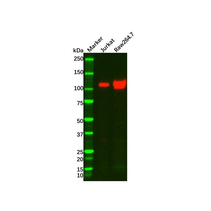 Recombinant PI 3 Kinase p110 delta Antibody -    by Aladdin Scientific