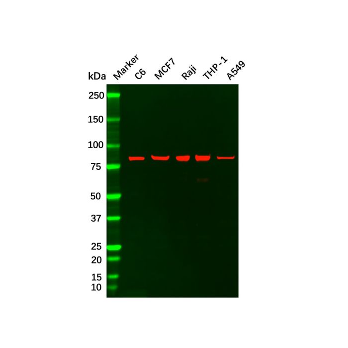 Recombinant PI 3 Kinase p85 alpha ​Antibody -    by Aladdin Scientific