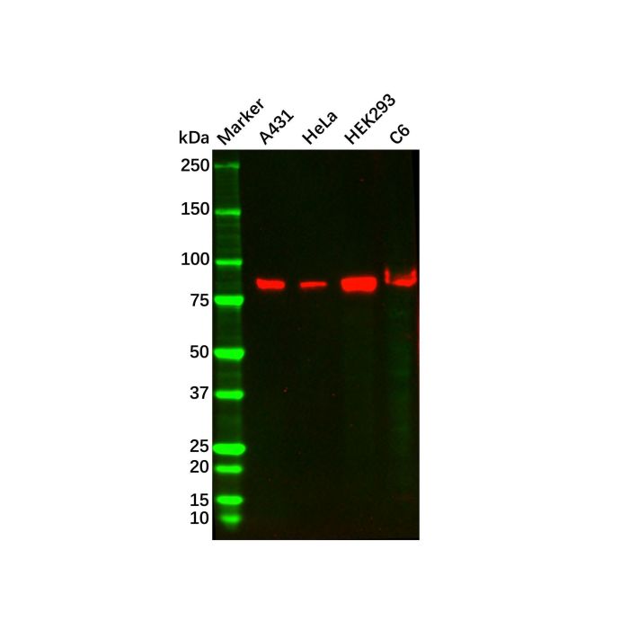 Recombinant PI 3 Kinase p85 beta Antibody -    by Aladdin Scientific