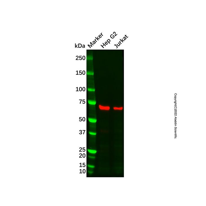 Recombinant PKR Antibody -    by Aladdin Scientific