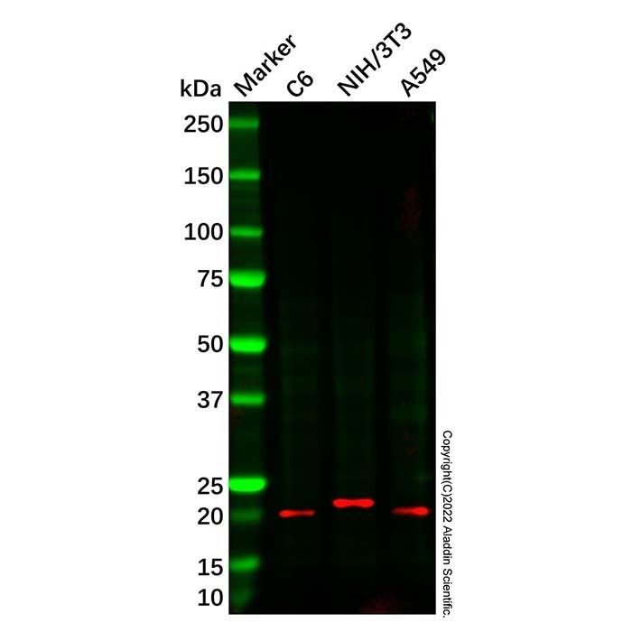PMP22 Antibody -    by Aladdin Scientific