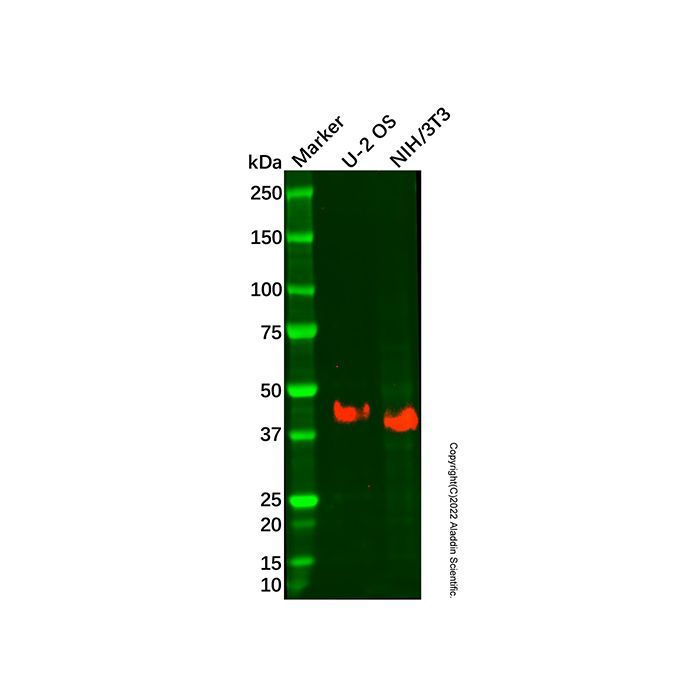 Recombinant Podoplanin Antibody -    by Aladdin Scientific