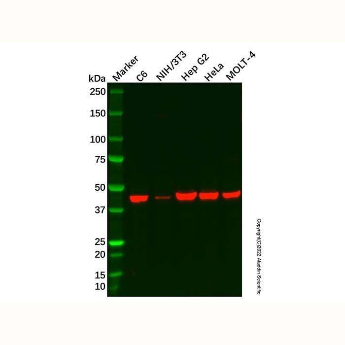 Pofut1 Antibody -    by Aladdin Scientific