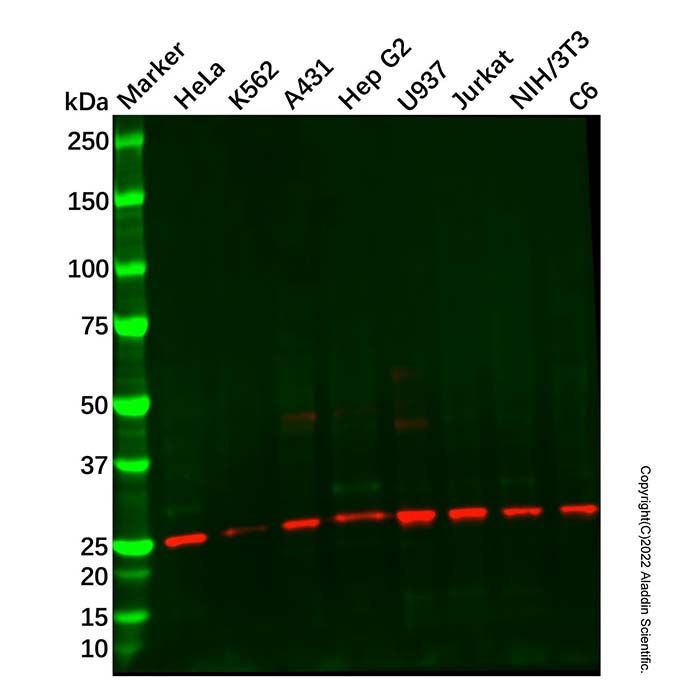 Recombinant POLR2E/rpb5 Antibody -    by Aladdin Scientific