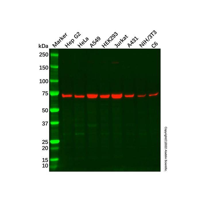 Recombinant PRMT5 Antibody -    by Aladdin Scientific