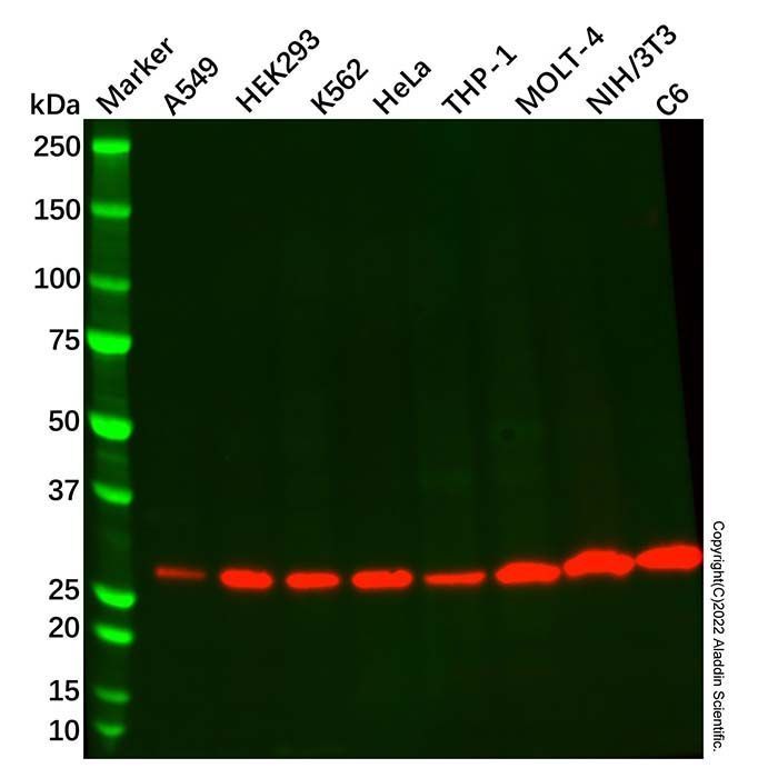 Recombinant PSMA3 Antibody -    by Aladdin Scientific