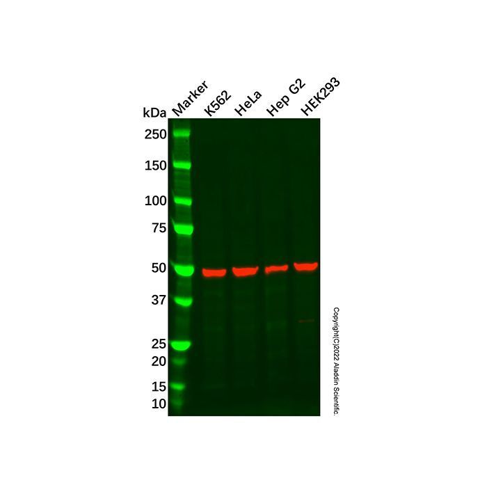 Recombinant PSS-2 Antibody -    by Aladdin Scientific