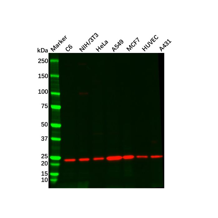 Recombinant RAB10 Antibody -    by Aladdin Scientific