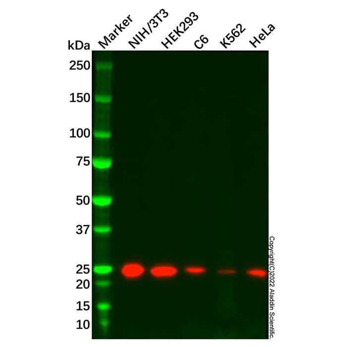 Recombinant Rab9 Antibody -    by Aladdin Scientific