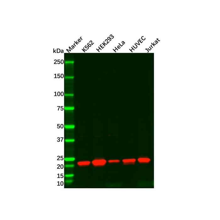 Recombinant Rac3 Antibody -    by Aladdin Scientific