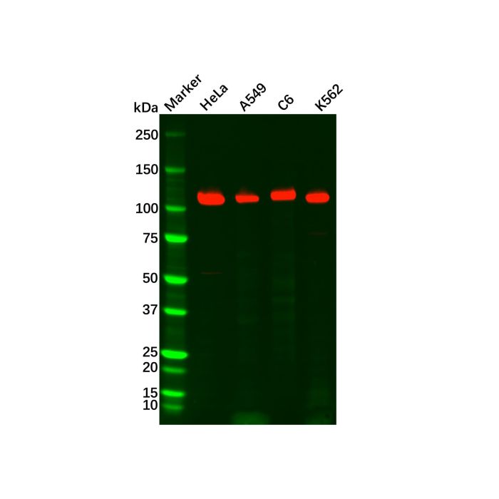 Recombinant Rad21 Antibody -    by Aladdin Scientific