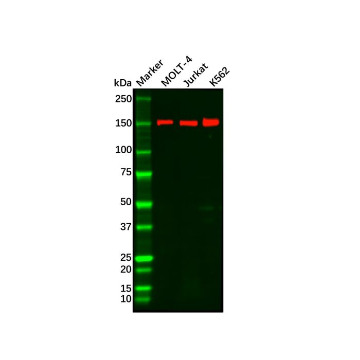 Recombinant Rad50 Antibody -    by Aladdin Scientific