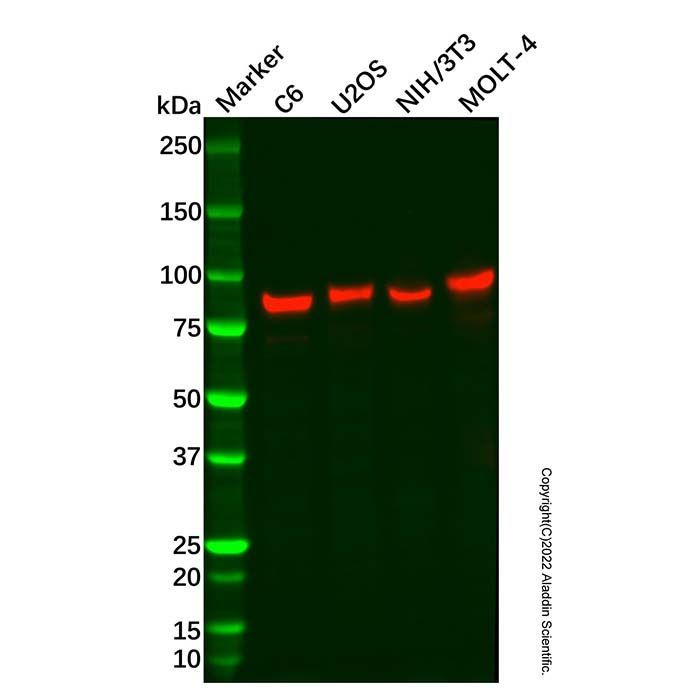 Recombinant RanBP9 Antibody -    by Aladdin Scientific