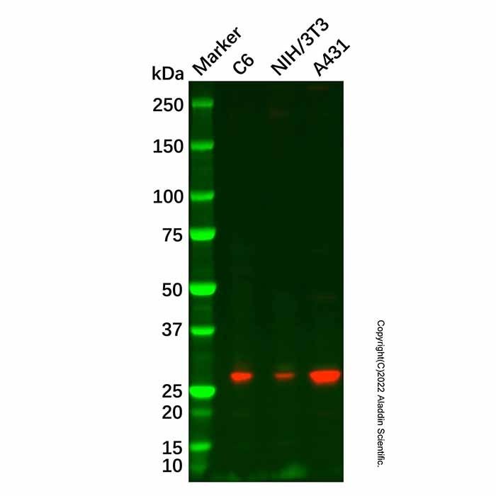 RIT1/RIT Antibody -    by Aladdin Scientific