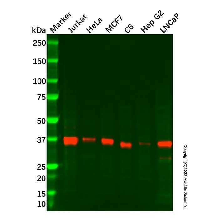 Recombinant RNF115 Antibody -    by Aladdin Scientific
