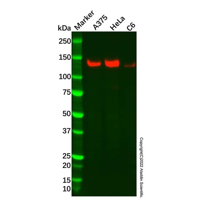 Recombinant RNF40 Antibody -    by Aladdin Scientific