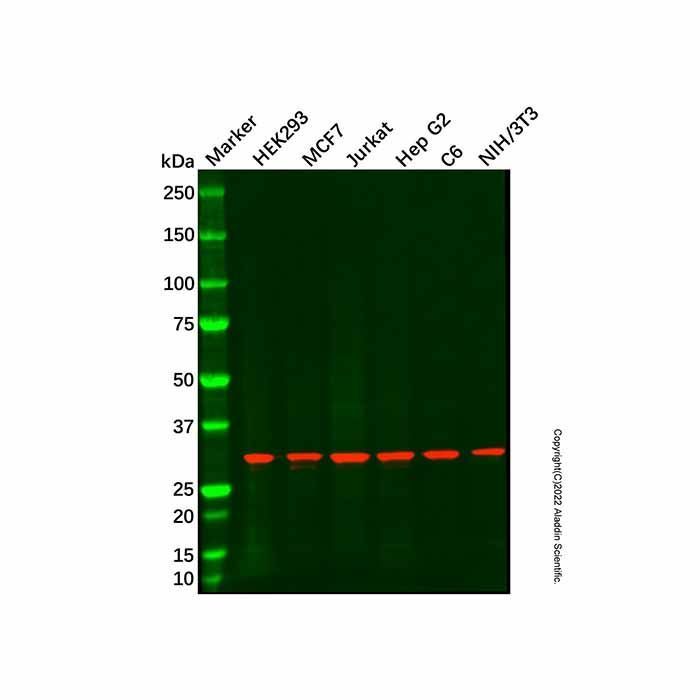 Recombinant RPL7A Antibody -    by Aladdin Scientific