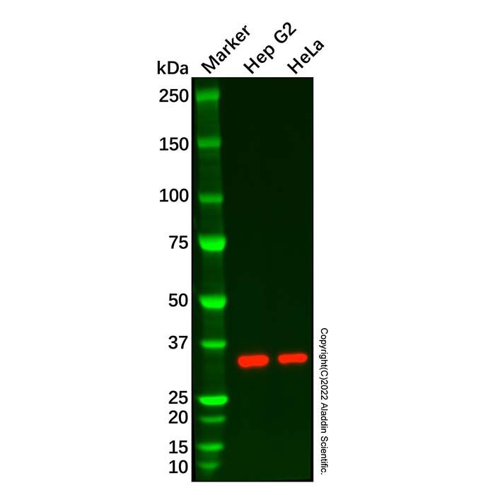 Recombinant RPS3 Antibody -    by Aladdin Scientific