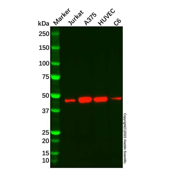 Recombinant S1P1/EDG1 Antibody -    by Aladdin Scientific