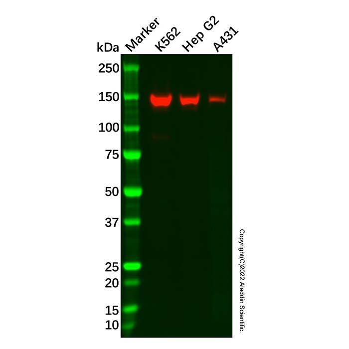 Recombinant SA2 Antibody -    by Aladdin Scientific