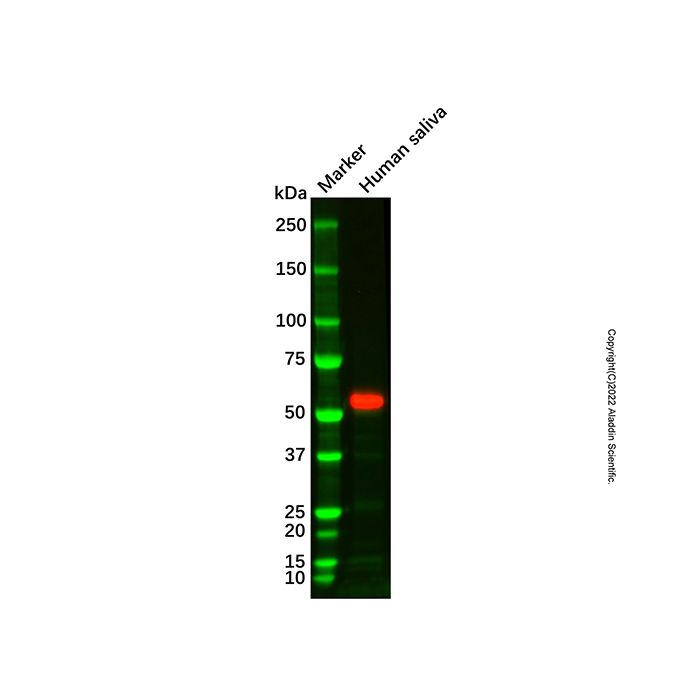Recombinant Salivary alpha amylase Antibody -    by Aladdin Scientific
