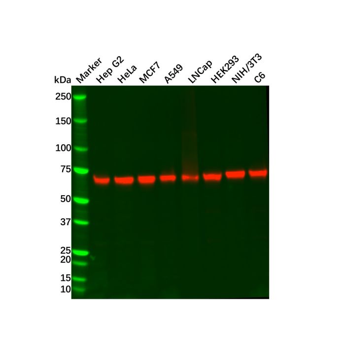 SDHA Mouse mAb -    by Aladdin Scientific