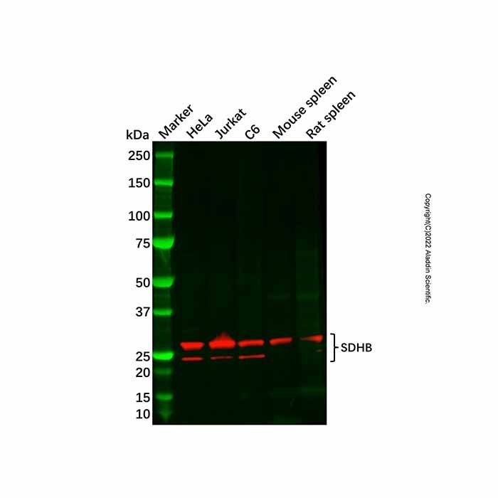 Recombinant SDHB Antibody -    by Aladdin Scientific