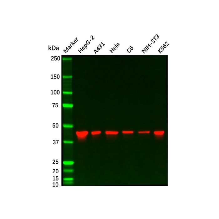 Recombinant SEC61A Antibody -    by Aladdin Scientific