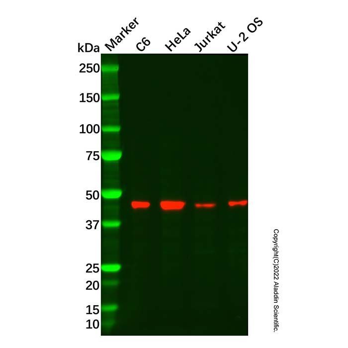 Recombinant SET7 Antibody -    by Aladdin Scientific