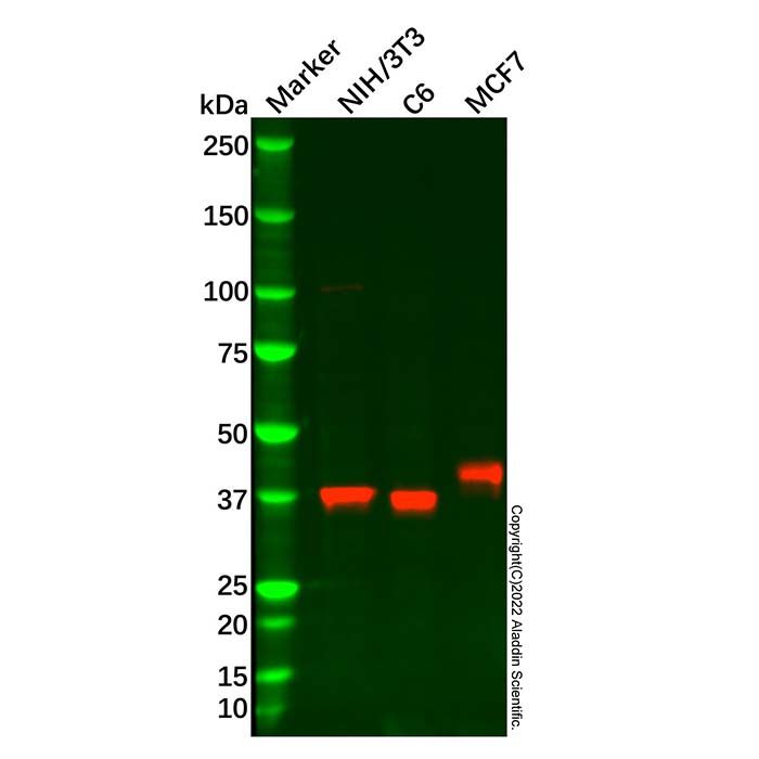 Recombinant SIRT6 Antibody -    by Aladdin Scientific