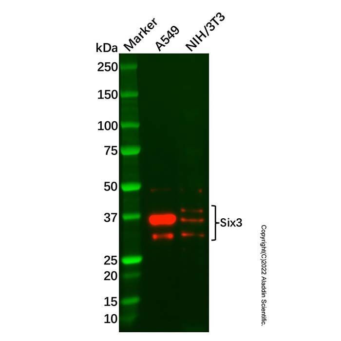Six3 Antibody -    by Aladdin Scientific