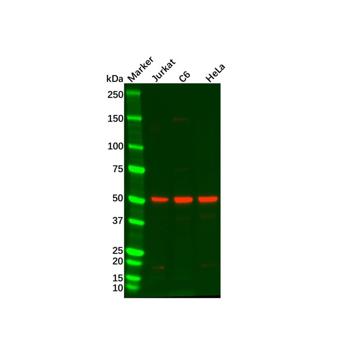 Recombinant SMAD3 Antibody -    by Aladdin Scientific
