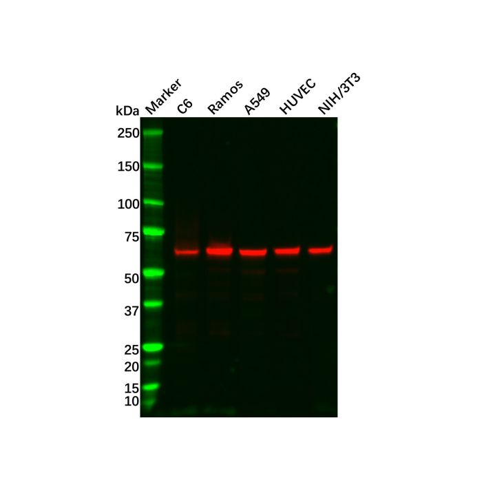 Recombinant Smad4 Antibody -    by Aladdin Scientific