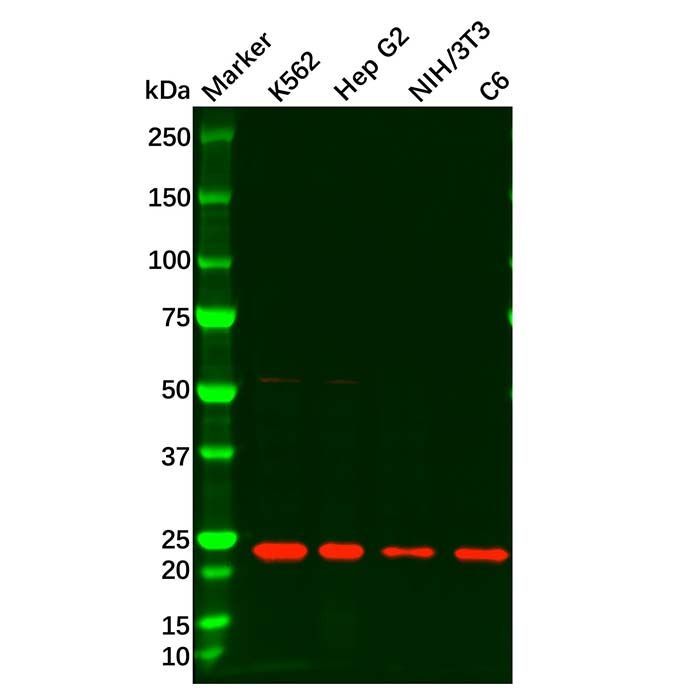 SOCS1 Antibody -    by Aladdin Scientific