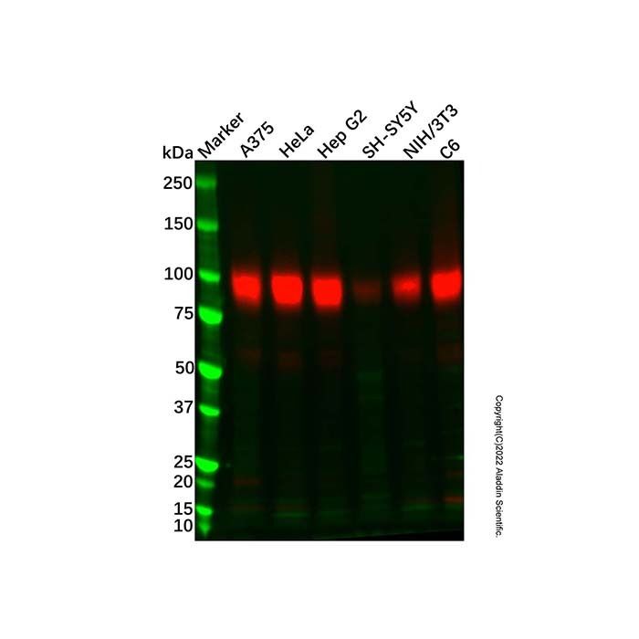 Recombinant Sodium Potassium ATPase/ATP1A1 Antibody -    by Aladdin Scientific