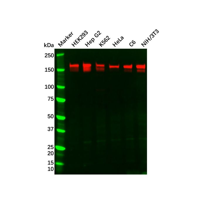 Recombinant SOS1 Antibody -    by Aladdin Scientific