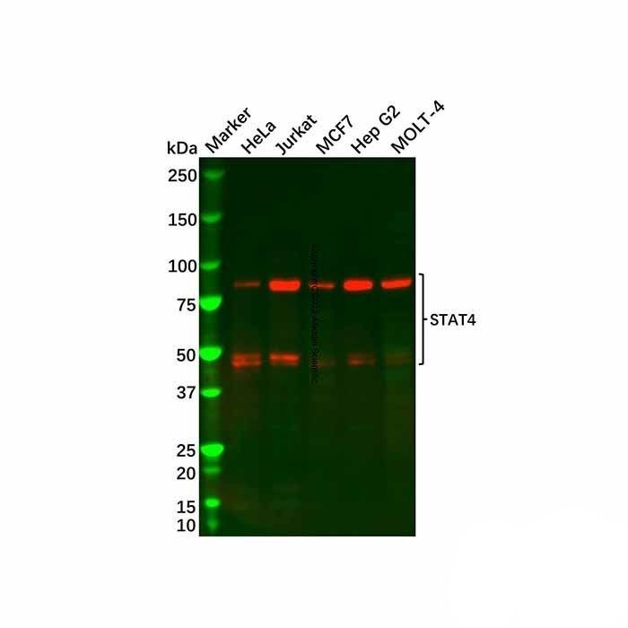 Recombinant STAT4 Antibody -    by Aladdin Scientific