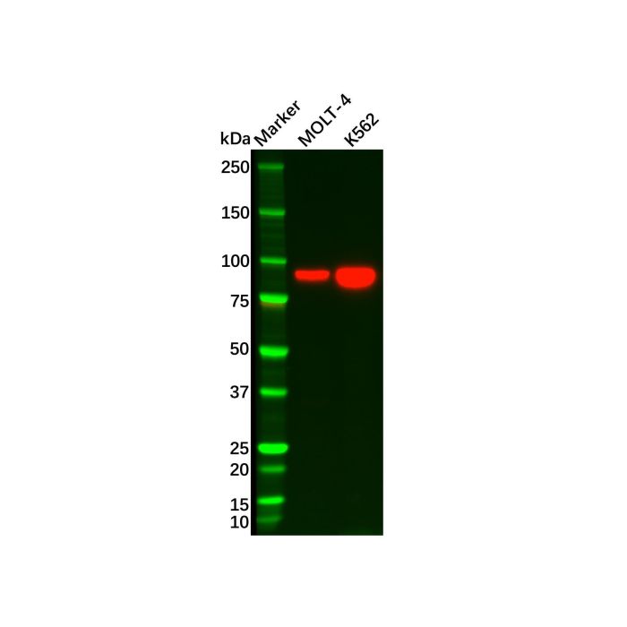 STAT5a Antibody -    by Aladdin Scientific