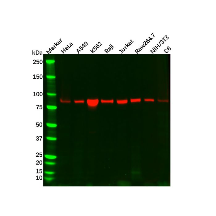 Recombinant STAT5b Antibody -    by Aladdin Scientific