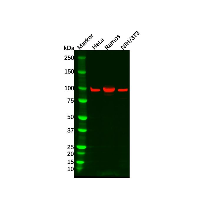 Recombinant STAT6 Antibody -    by Aladdin Scientific
