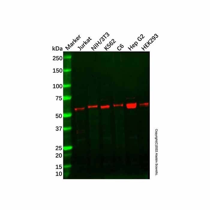 Recombinant Staufen/STAU1 Antibody -    by Aladdin Scientific
