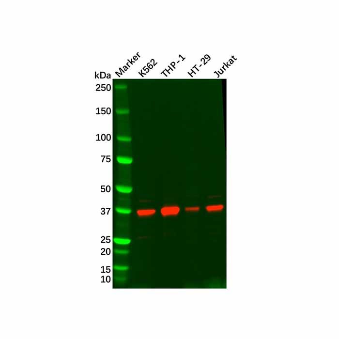 Recombinant STING Antibody -    by Aladdin Scientific