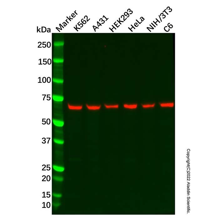 Recombinant STIP1/STI1 Antibody -    by Aladdin Scientific