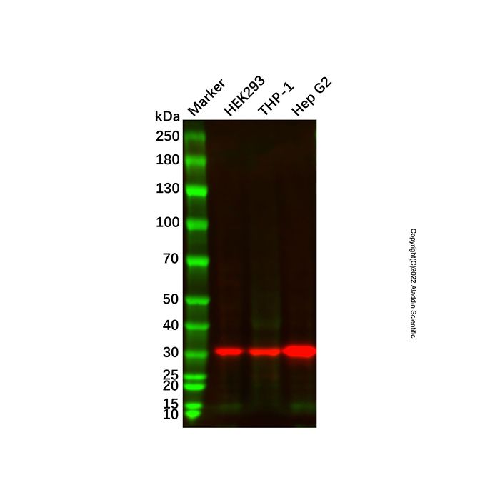 SULT1A1/STP Mouse mAb -    by Aladdin Scientific