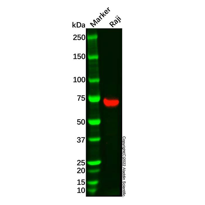 Syk Antibody -    by Aladdin Scientific