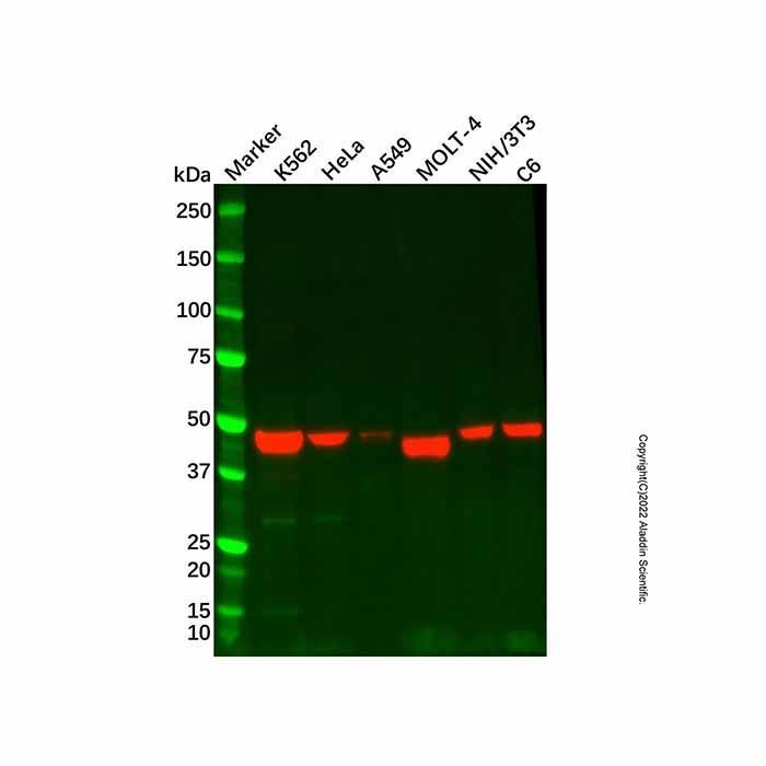 Recombinant TAPP-1 Antibody -    by Aladdin Scientific