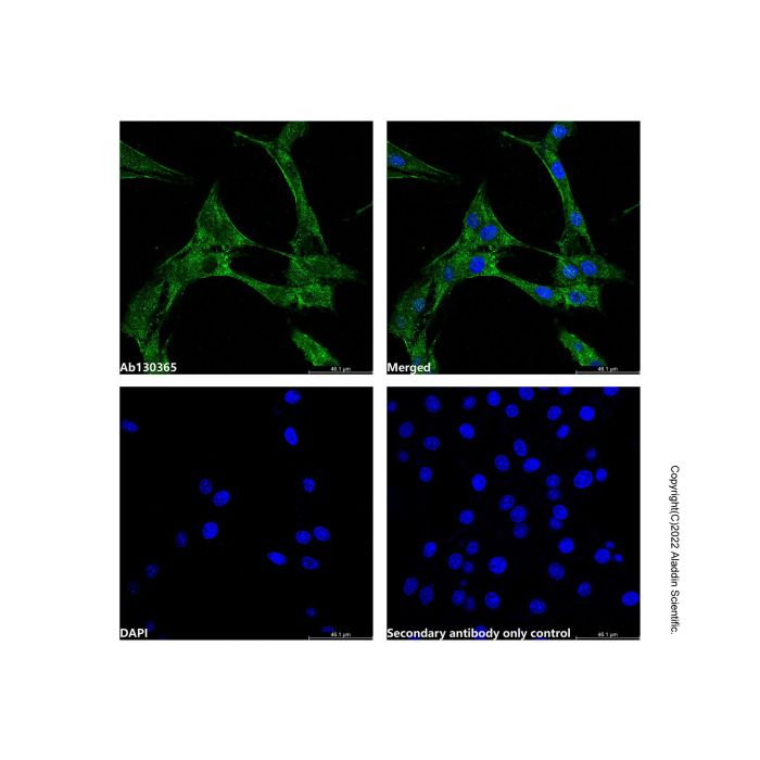 TAZ Antibody -    by Aladdin Scientific