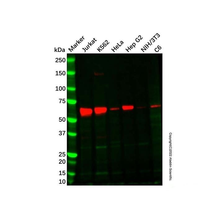 Recombinant TCF7L2 Antibody -    by Aladdin Scientific